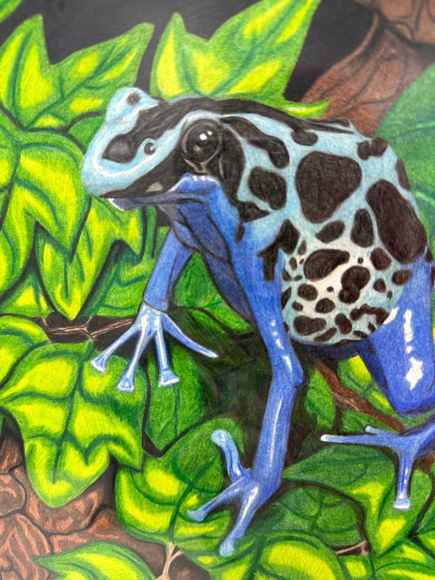 Hand Drawn Realistic Frog from Local Artist